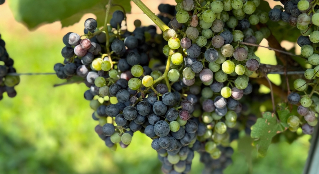 Vineyard & Winery Tasting Tours